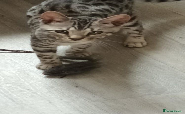 Bengal cats - Advert 7