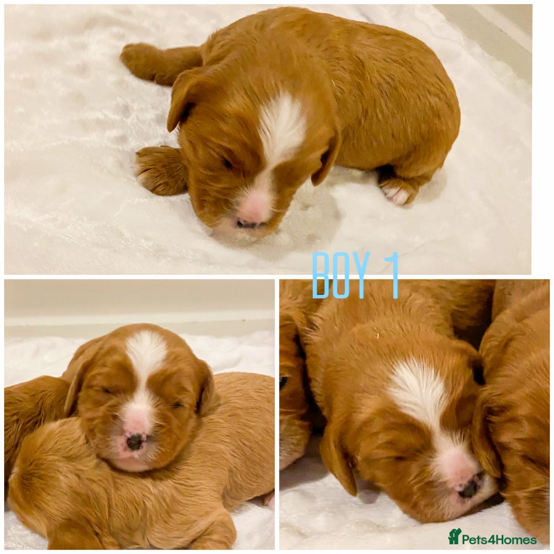 Cavapoo dogs for sale: Extensively health tested Cavapoo pups - Advert 12