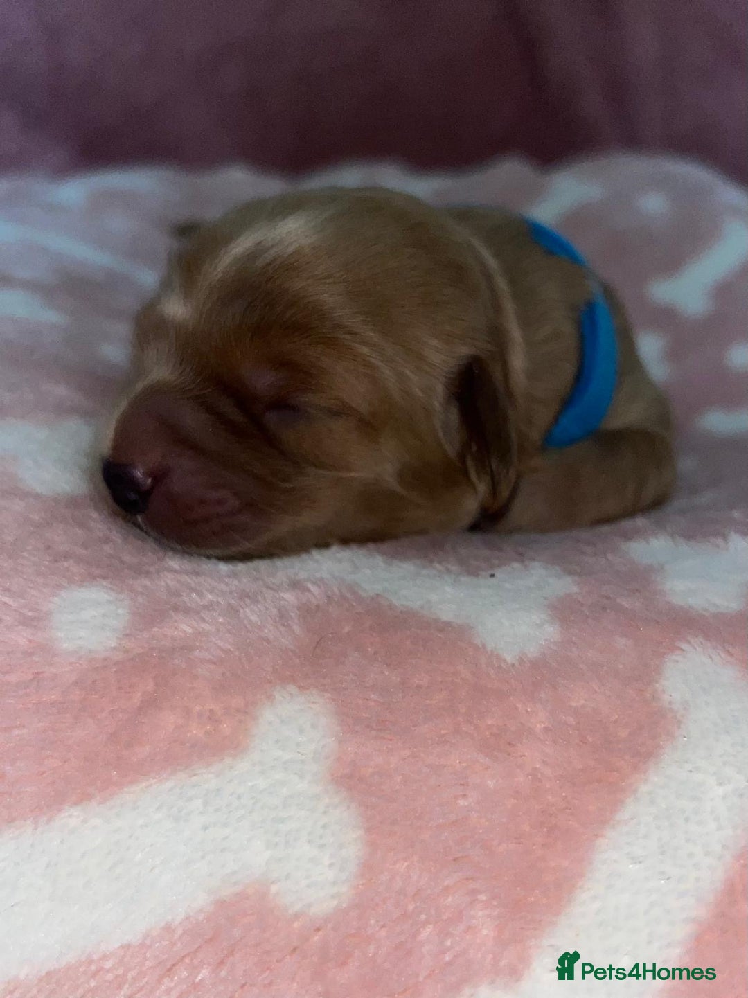 Cockapoo dogs for sale: 🌸3 gorgeous chunky Cockapoo puppy’s 🌸 - Image 6