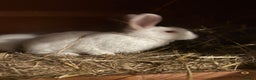 New Zealand rabbits for sale: Pair of New Zealand white females  - Advert 3