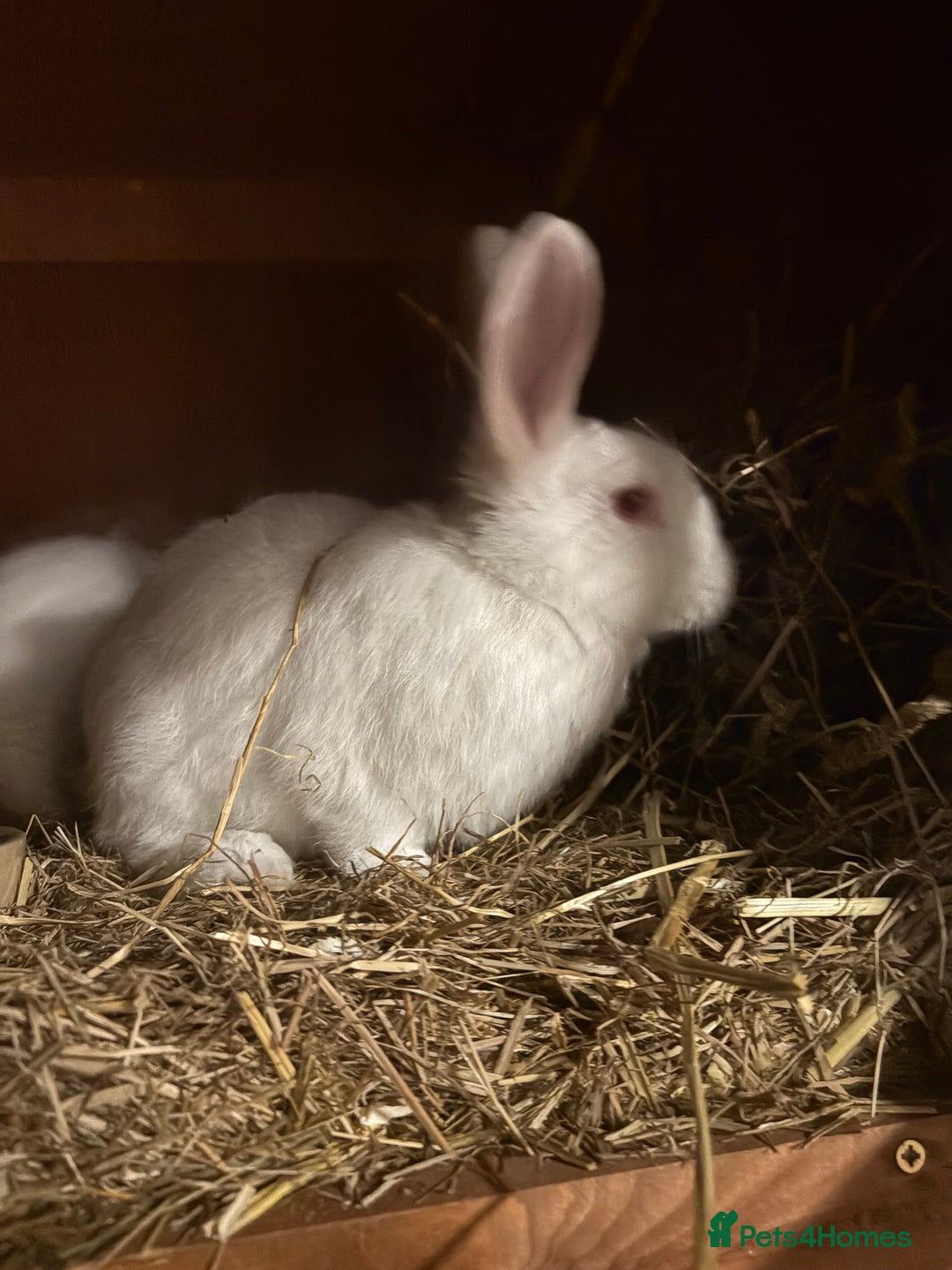 New Zealand rabbits for sale: Pair of New Zealand white females  - Advert 3