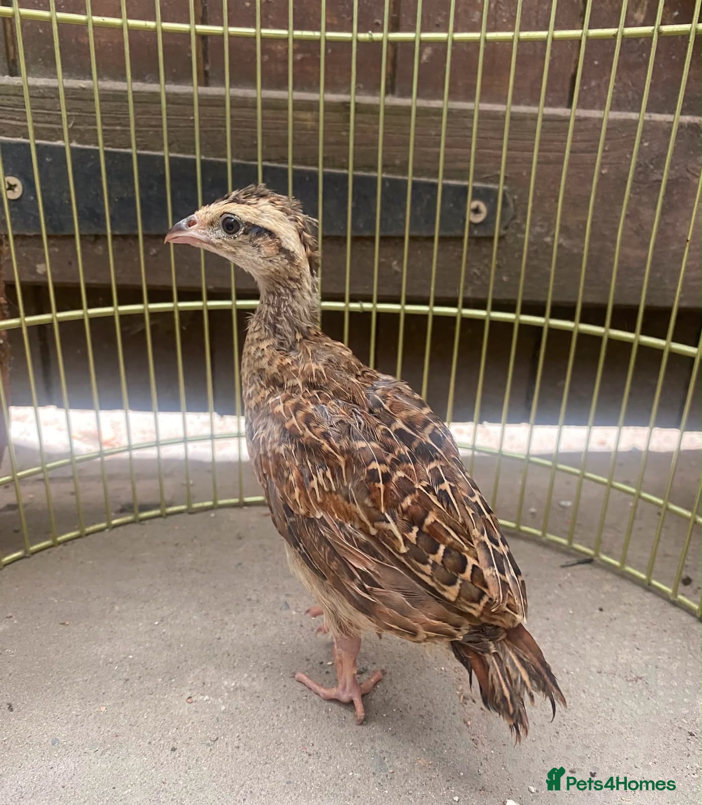 Mixed Breed birds Gora teetar - Grey francolin - Advert 7