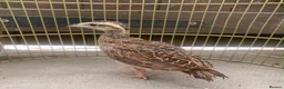 Mixed Breed birds for sale: Gora teetar - Grey francolin - Advert 1