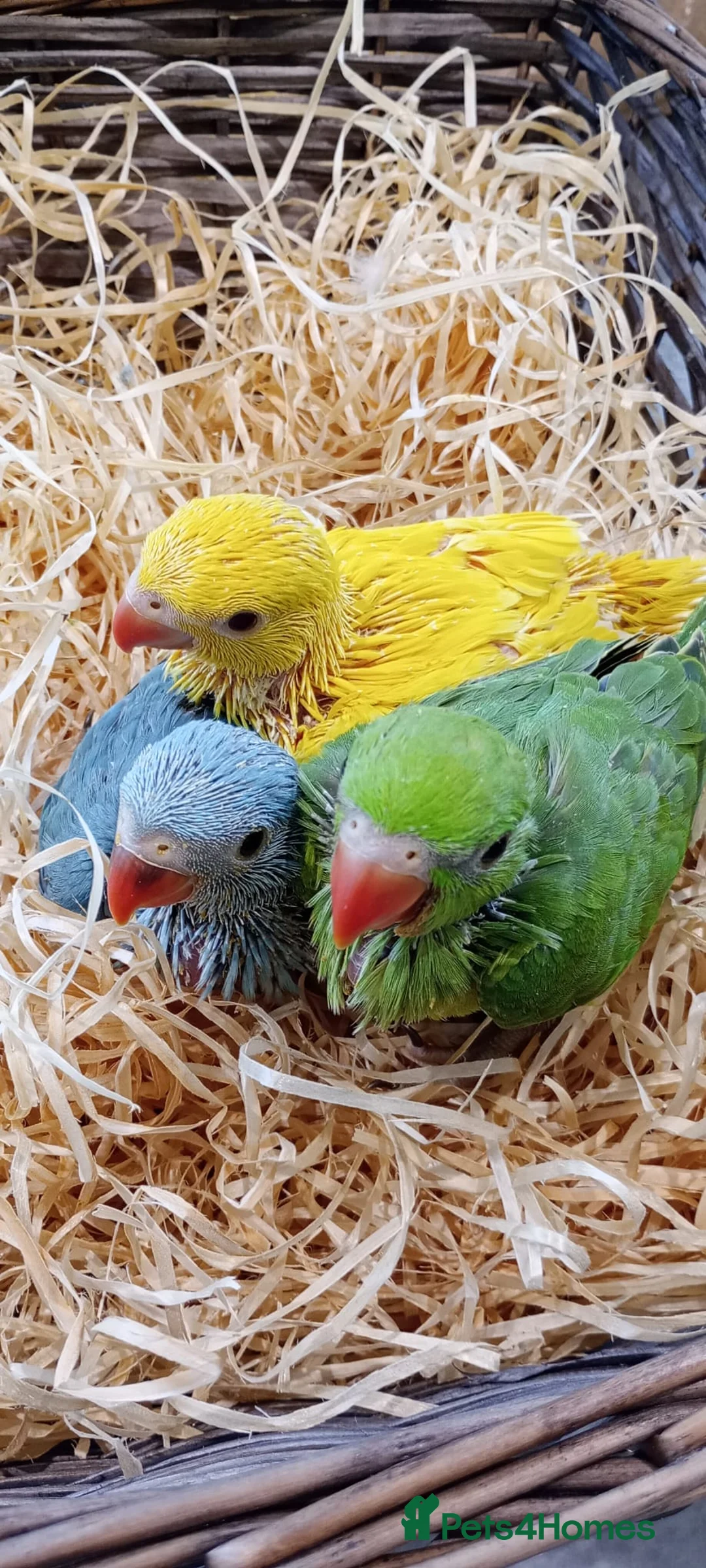 Ringnecks birds for sale: Handreared baby Indian ringneck for sale  - Advert 2