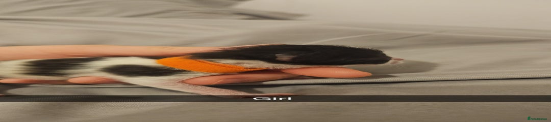 Mixed Breed Kitten 5