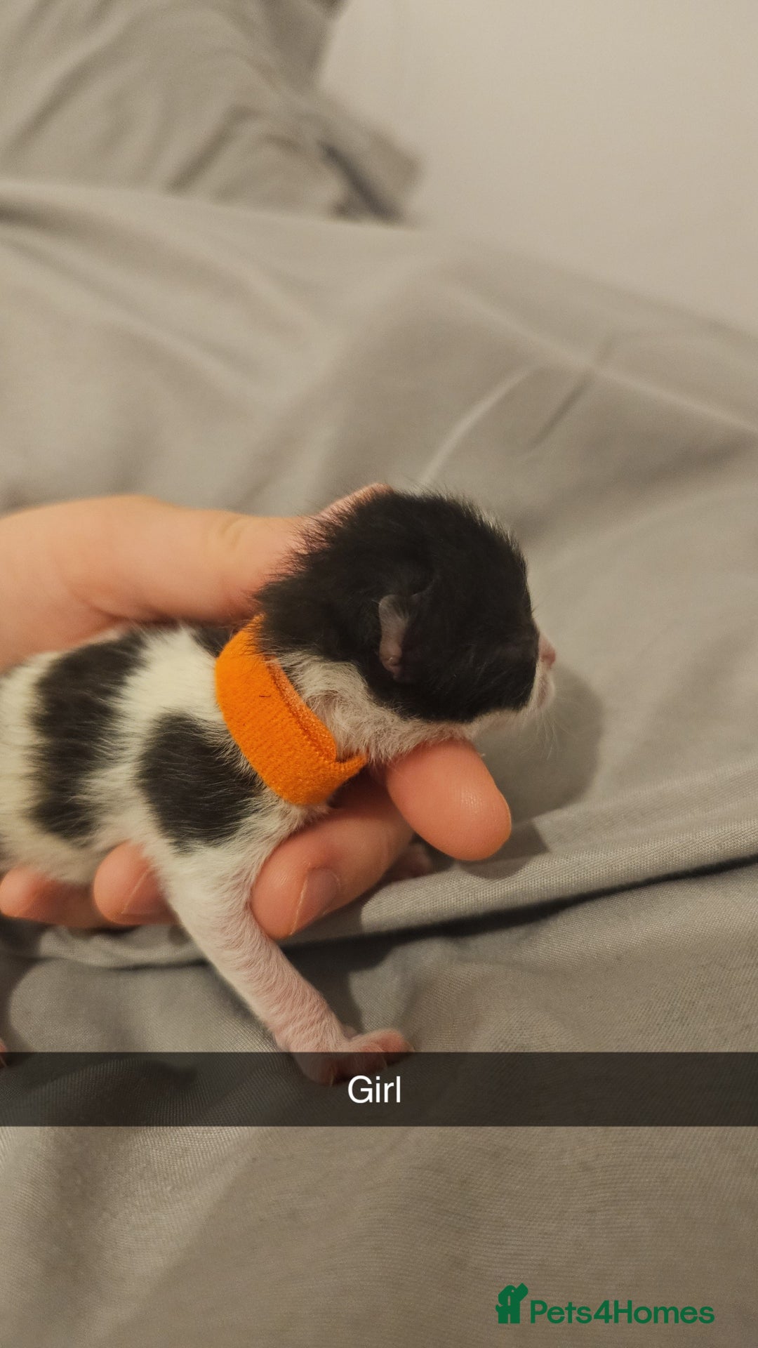 Mixed Breed cats for sale: Calico kittens  - Image 7