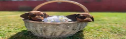 Miniature Dachshund dogs for sale: True miniature chocolate dachshunds  - Advert 11