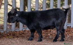 Goats livestock for sale: 3 male 2 female goats for sale .  - Image 5