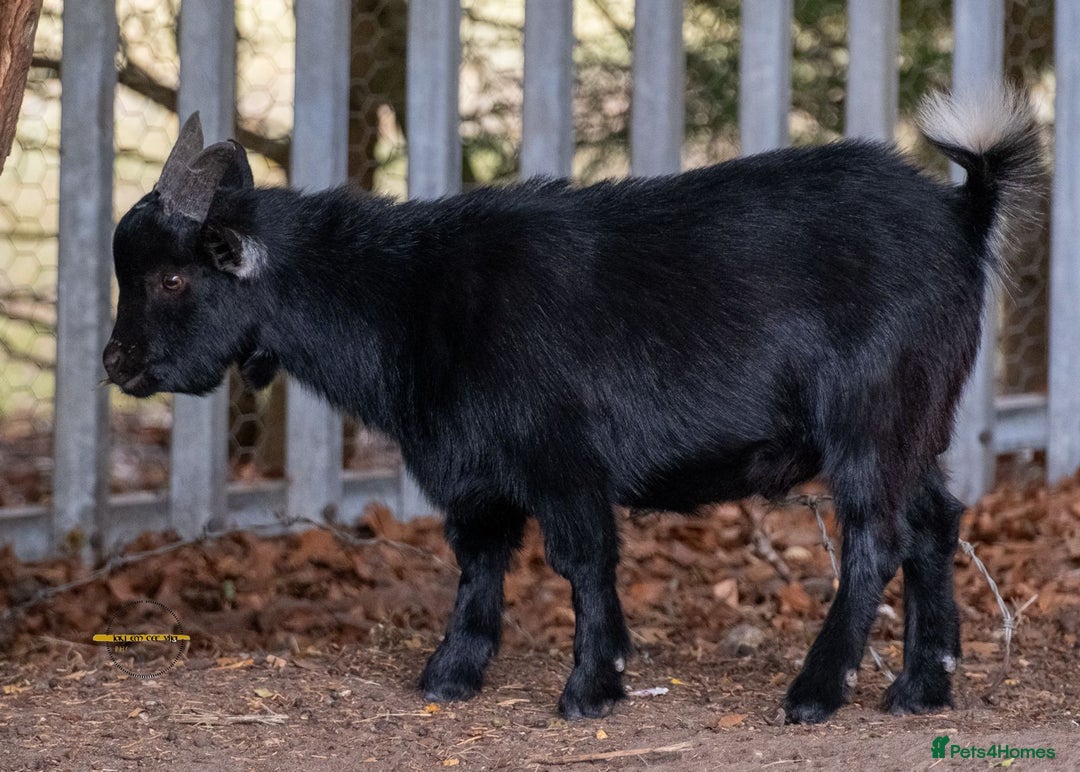 Goats livestock for sale: 3 male 2 female goats for sale .  - Image 5