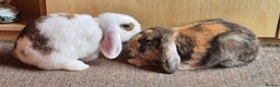 English rabbits for sale: 2 male rabbits full set up  - Advert 2