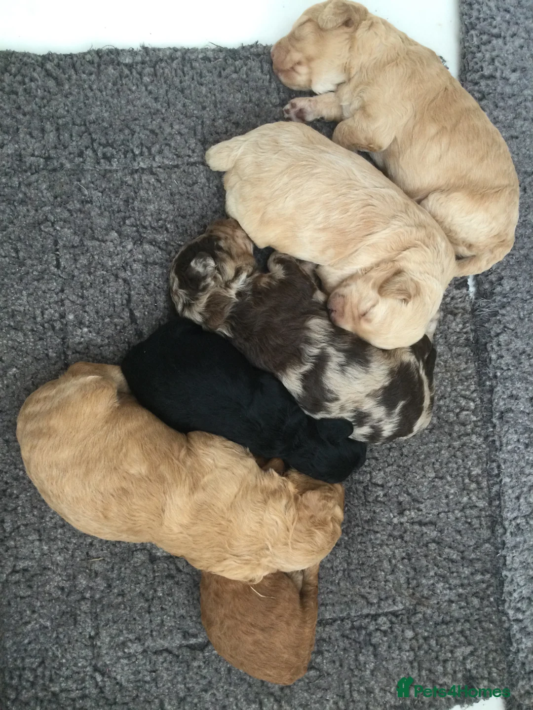 Cockapoo dogs for sale: Stunning Cockapoo Puppies  in Launceston - Advert 6