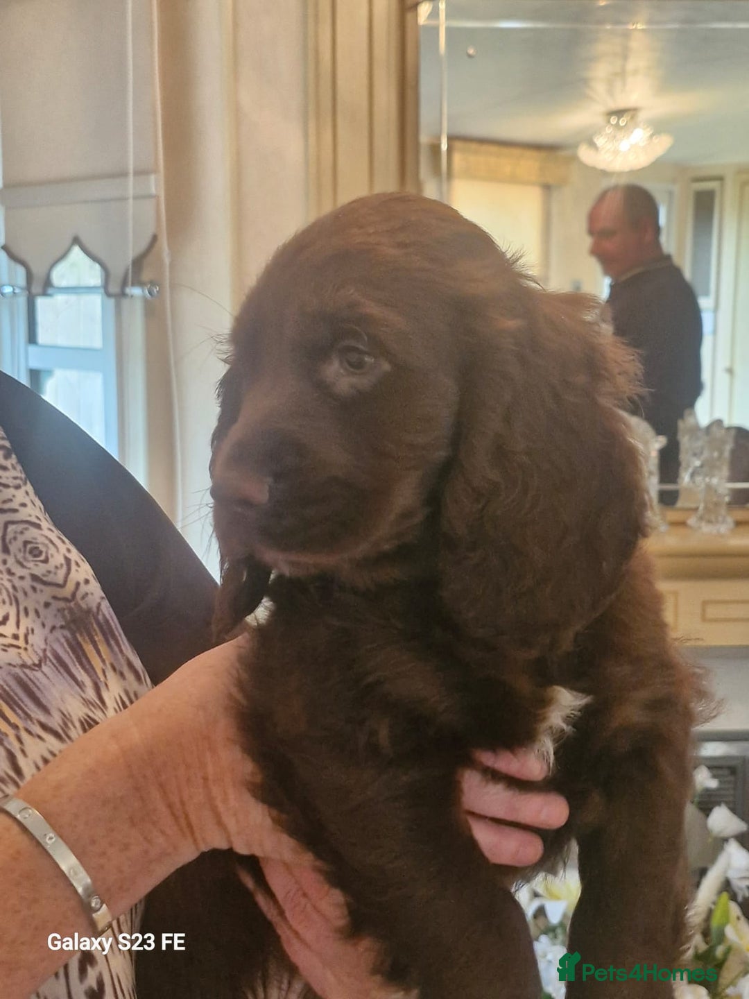 Cocker Spaniel dogs for sale: Cocker Spaniel puppies  - Image 28