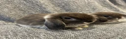Mini Lop rabbits for sale: 🐰 cute mini lops 🐰 - Advert 4
