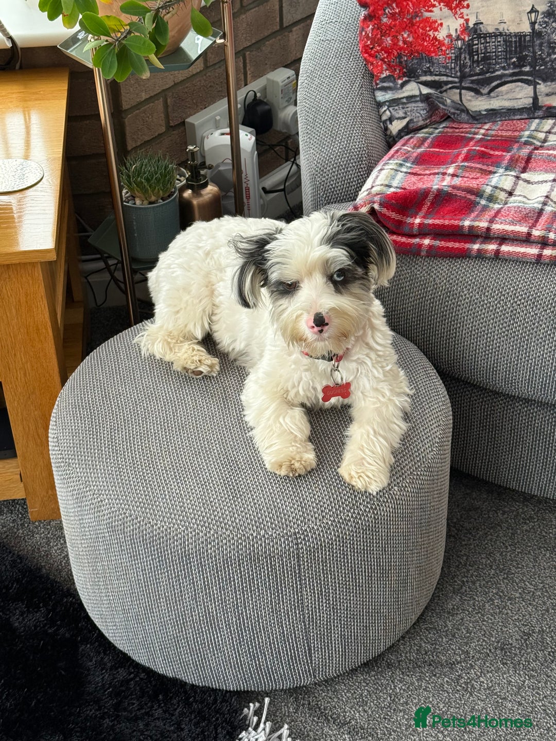 Biewer Terrier dogs for sale: Beautiful Biewer puppies  - Image 11