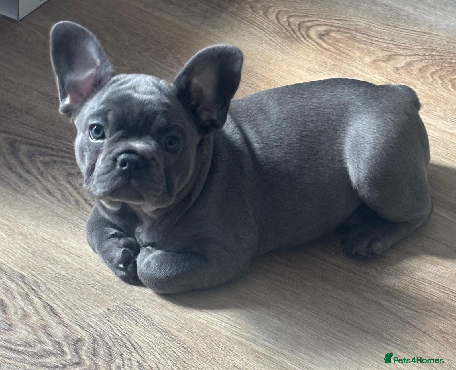 French Bulldog dogs 🐾 Beautiful 6-Week-Old Female Puppy  - Advert 1