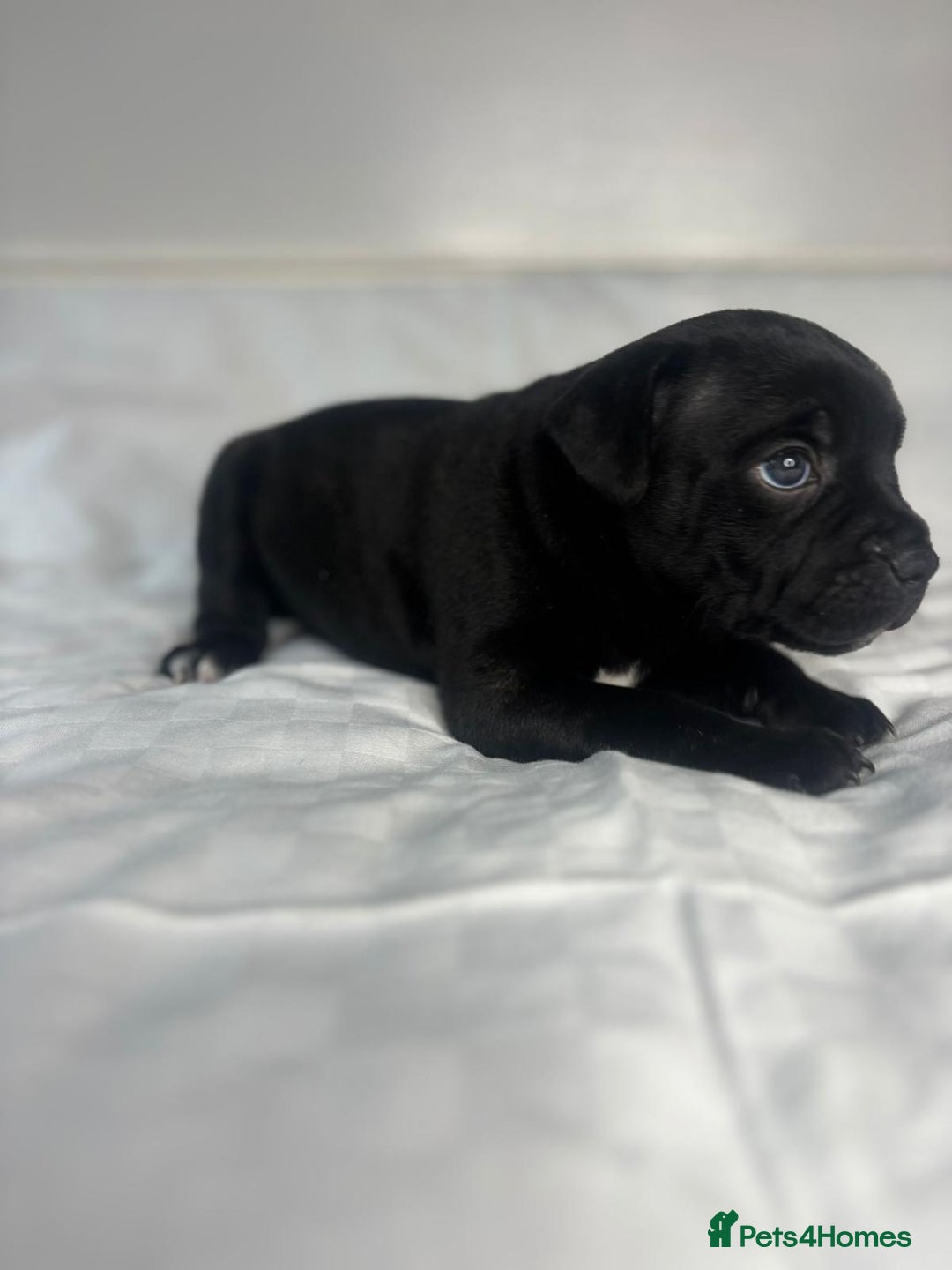 Staffordshire Bull Terrier dogs for sale: CHAMPION OF CHAMPIONS  - Advert 6