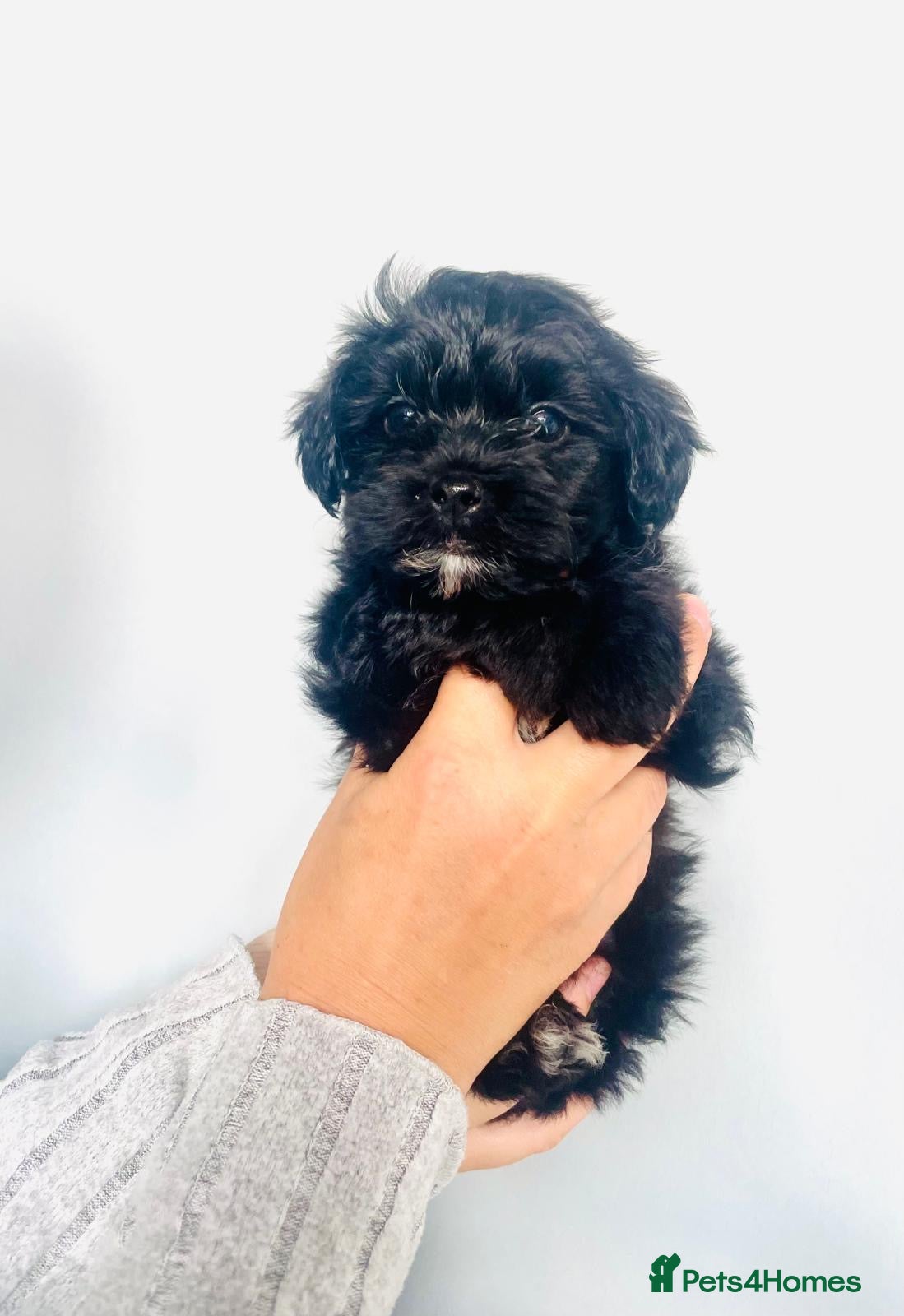 Shih Tzu dogs Asian toy Shipoo’s ADORABLE  - Advert 18