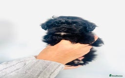 Shih Tzu dogs for sale: TINY Asian small toy Shipoo’s ADORABLE  - Image 7