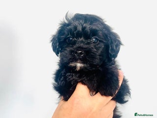 Shih Tzu dogs - Advert 3