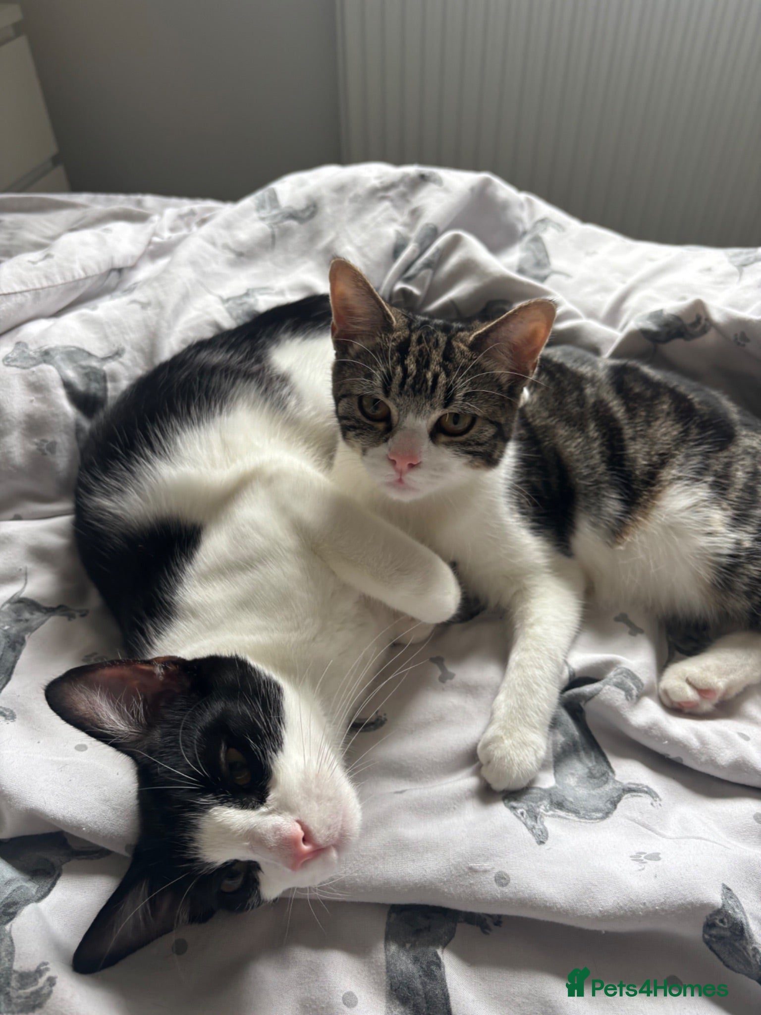 Mixed Breed cats bonded pair to be rehomed together  - Advert 1