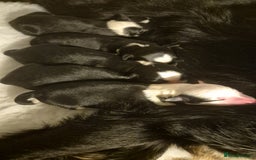 Border Collie dogs for sale: Pure border collie puppies  - Image 4