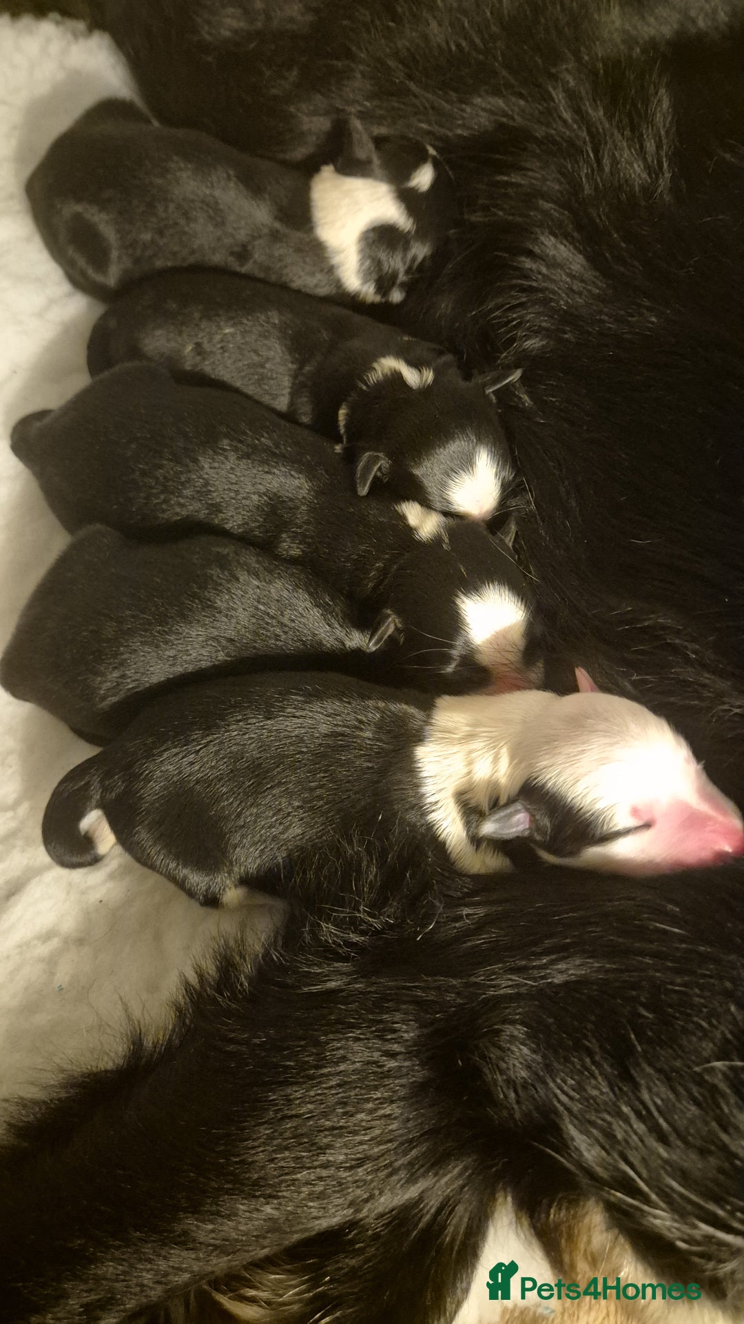 Border Collie dogs for sale: Pure border collie puppies  - Image 4