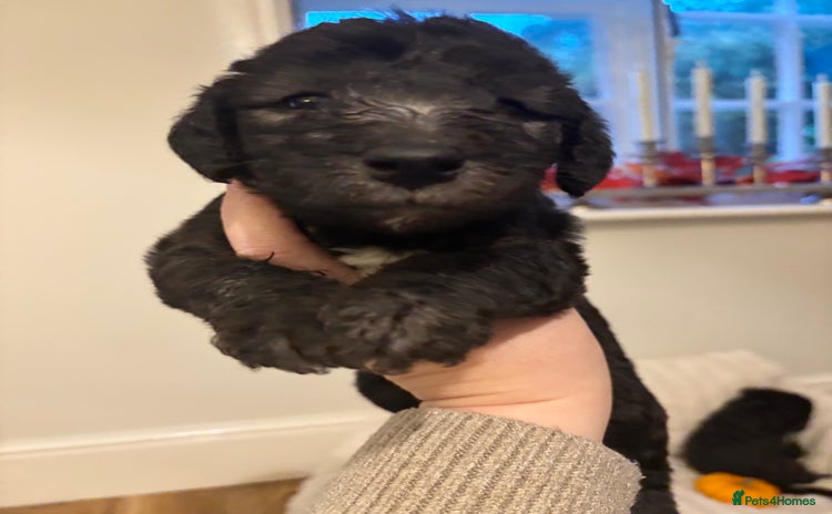 Mixed Breed dogs - Advert 1