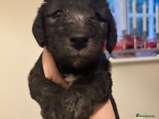 Mixed Breed dogs - Advert 3