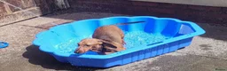 Dachshund dogs for sale: Beautiful standard dachshund  - Advert 11