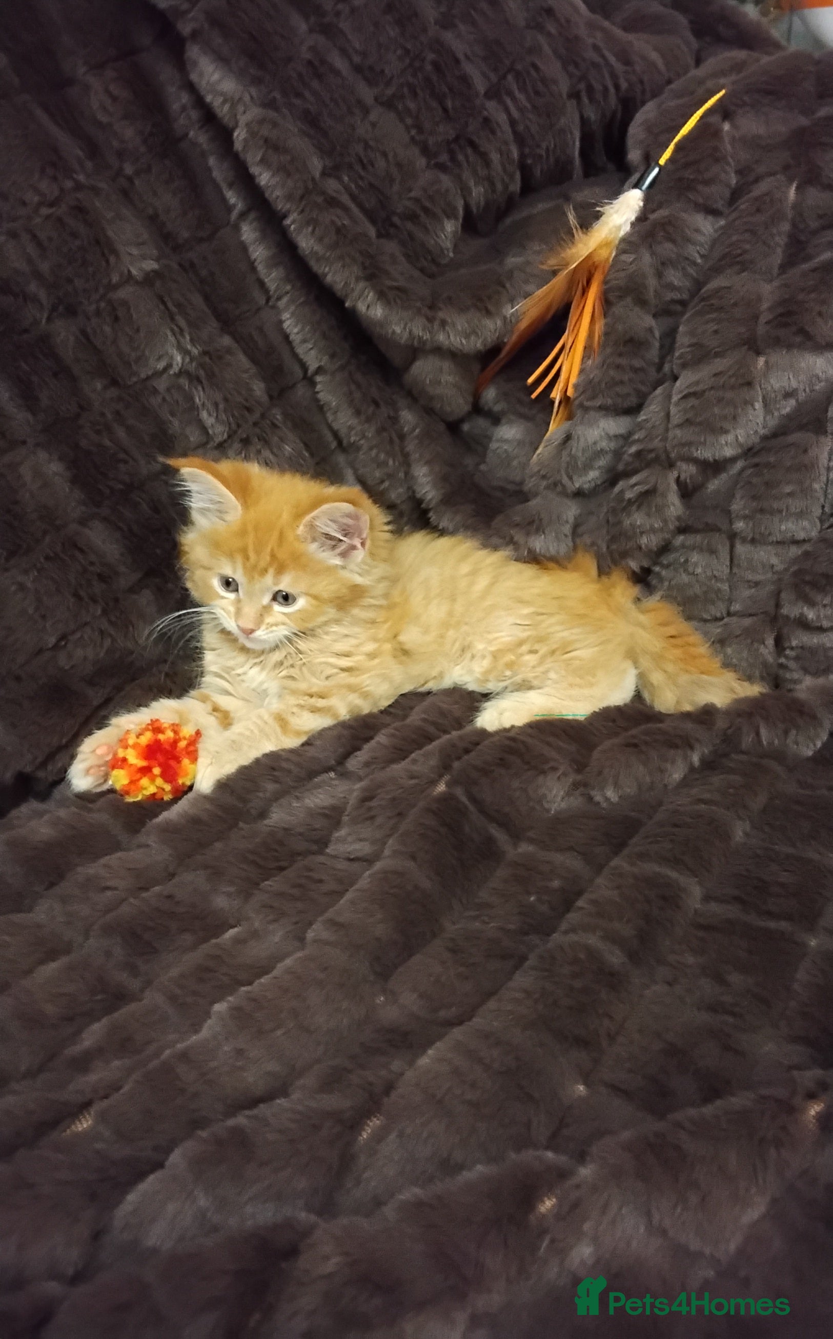 Maine Coon cats Exceptional Maine Coon kittens available - Advert 4