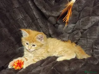 Maine Coon cats Exceptional Maine Coon kittens available - Advert 4