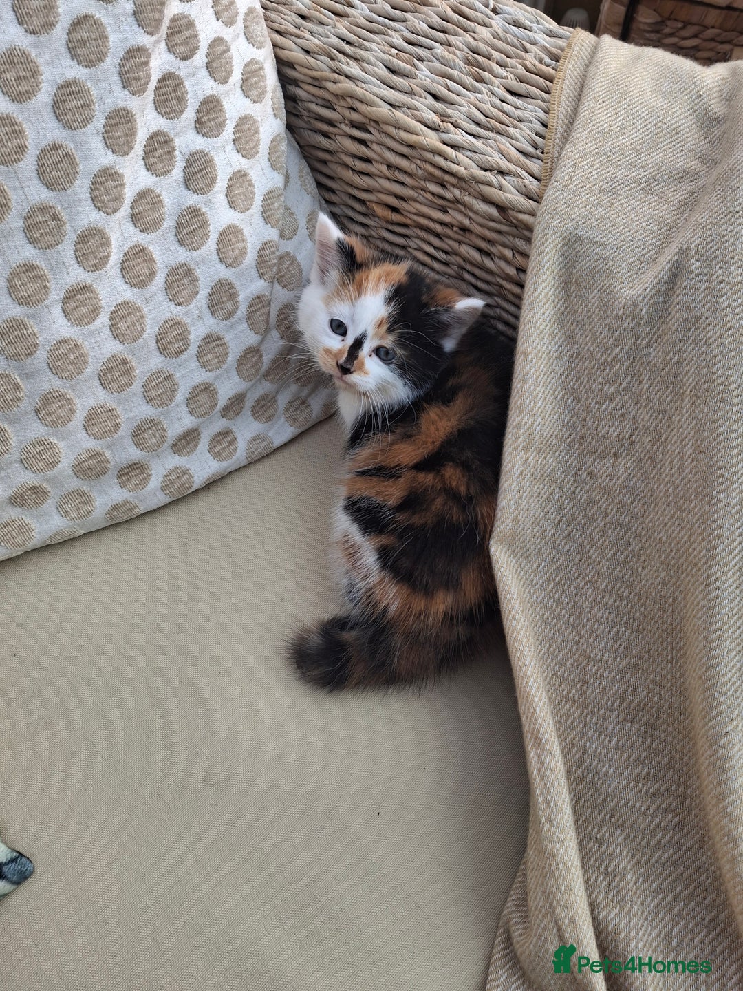 Mixed Breed cats for sale: 3 adorable little kittens for sale  - Image 9