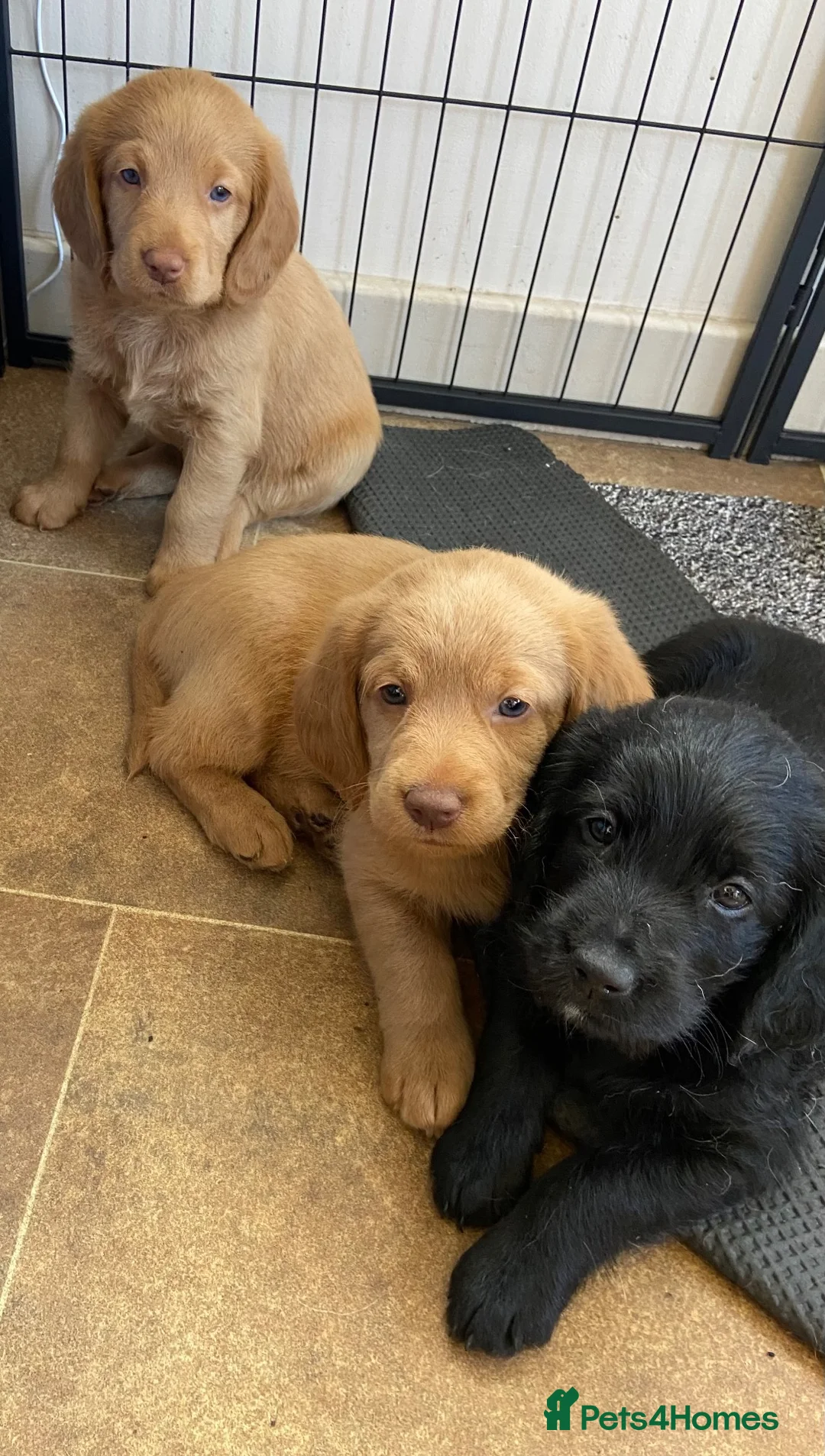 Labradoodle dogs for sale: Miniature labradoodle puppies  - Advert 2