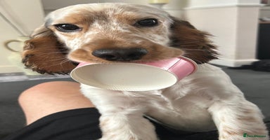 Cocker Spaniel dogs - Advert 4