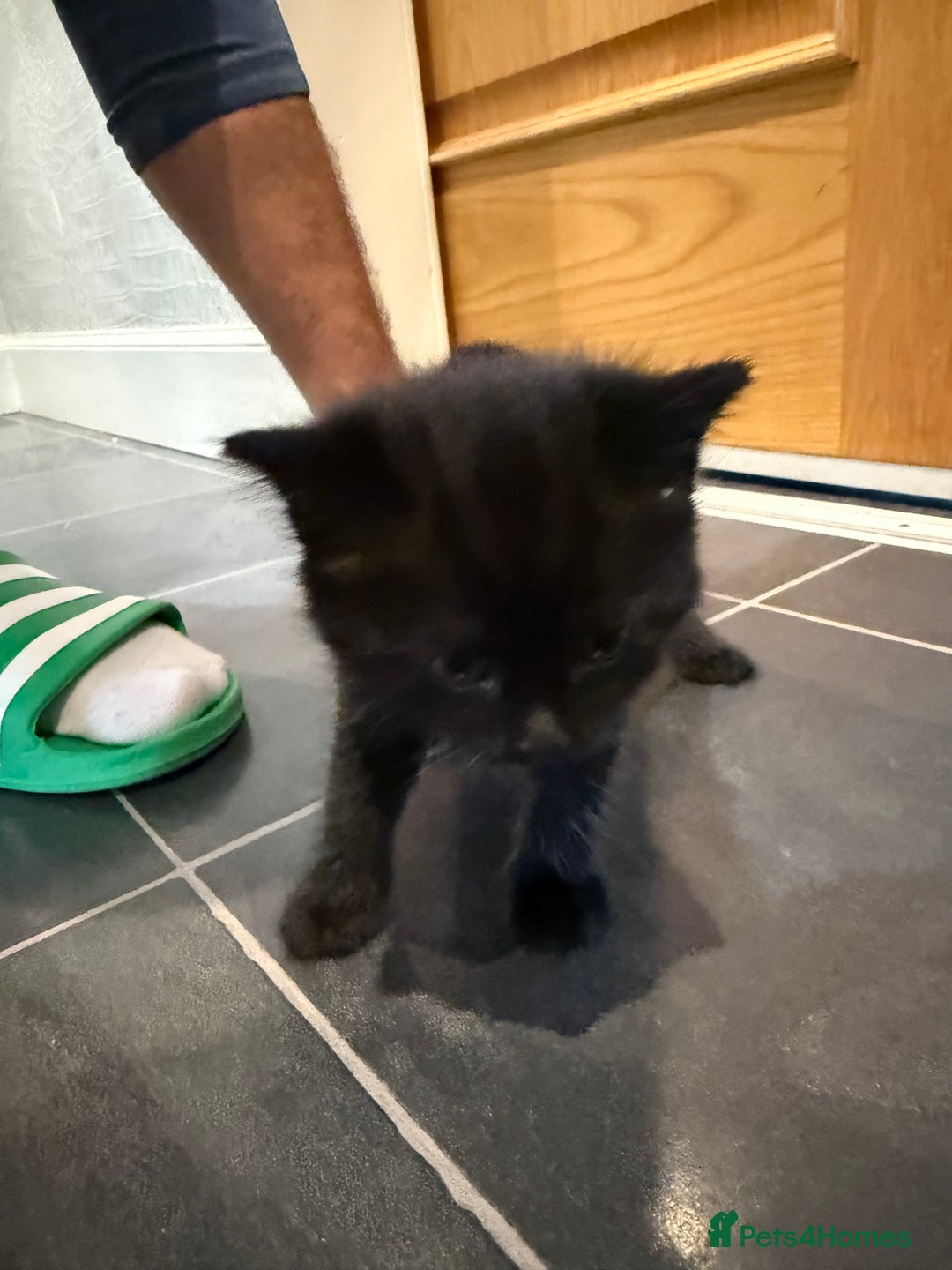 Mixed Breed cats for sale: Fluffy kitten looking for there home - Image 10