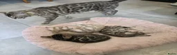 Bengal cats for sale: Pure Bengals Stunning Colour-ready for rezervation - Advert 6