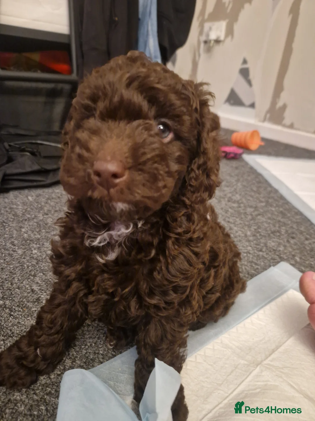 Cockapoo dogs for sale: Female cockapoo - Advert 4