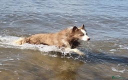 Border Collie dogs for stud: Lilac and red merle boys - Image 5