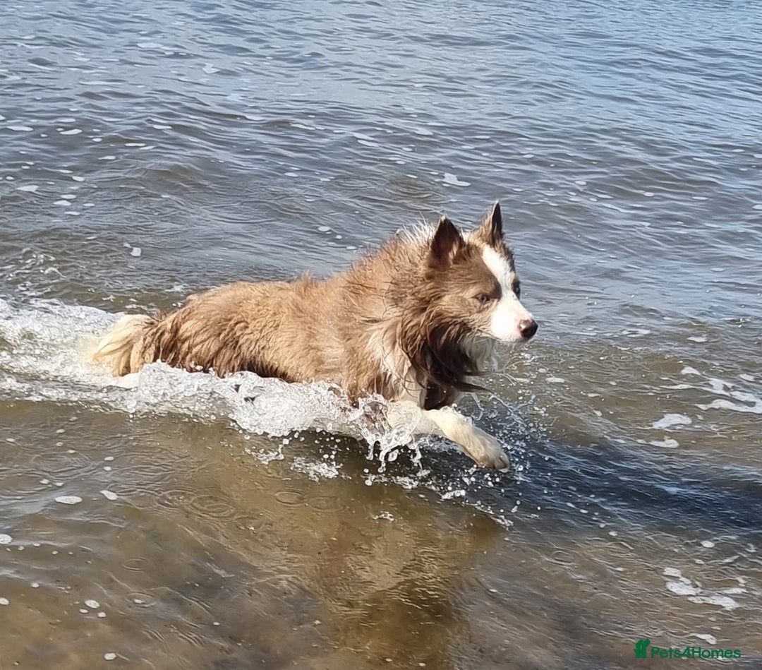 Border Collie dogs for stud: Lilac and red merle boys - Image 5