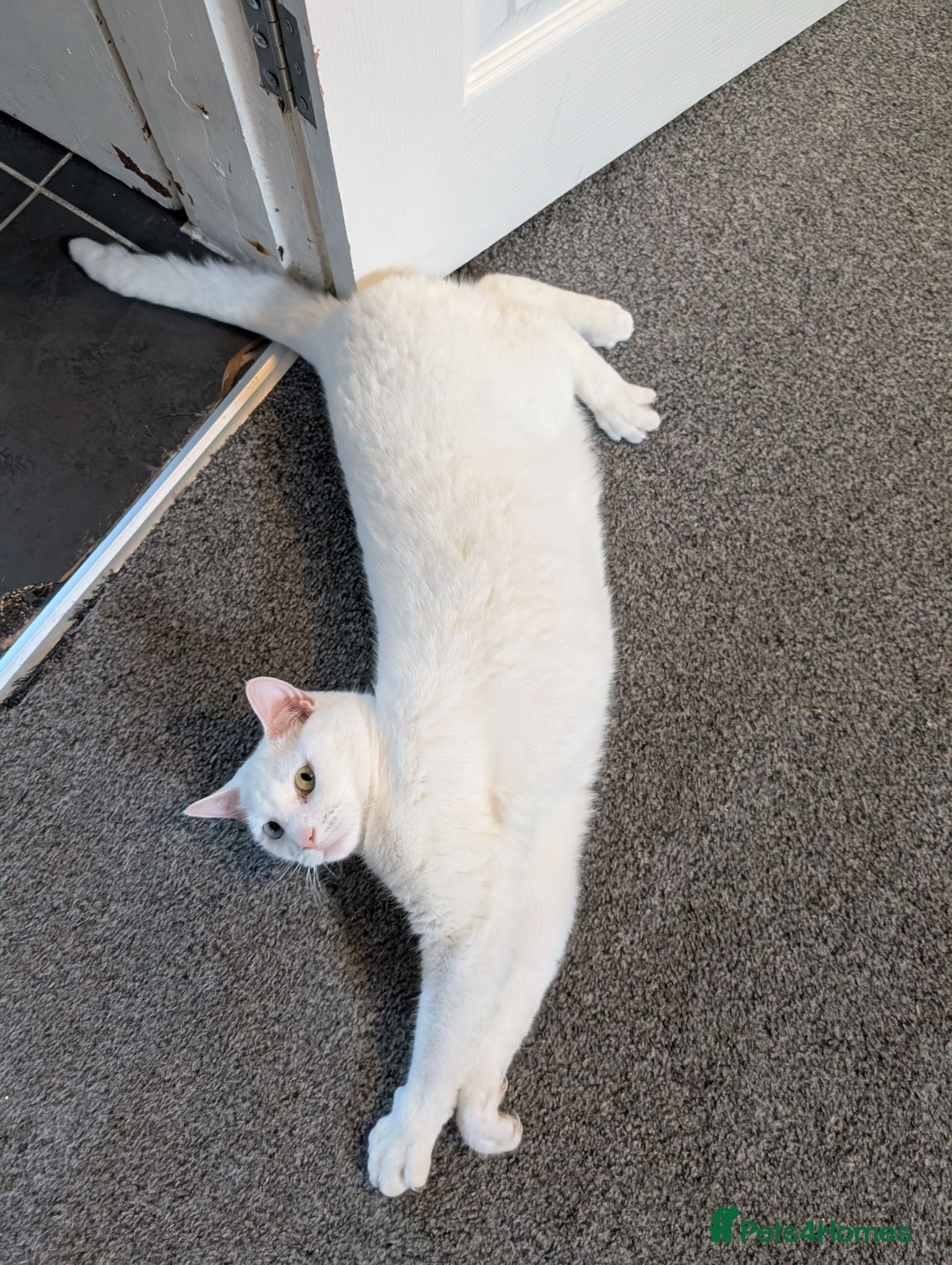 Domestic Shorthair cats (Free) Meet Luna 😺 - Advert 13