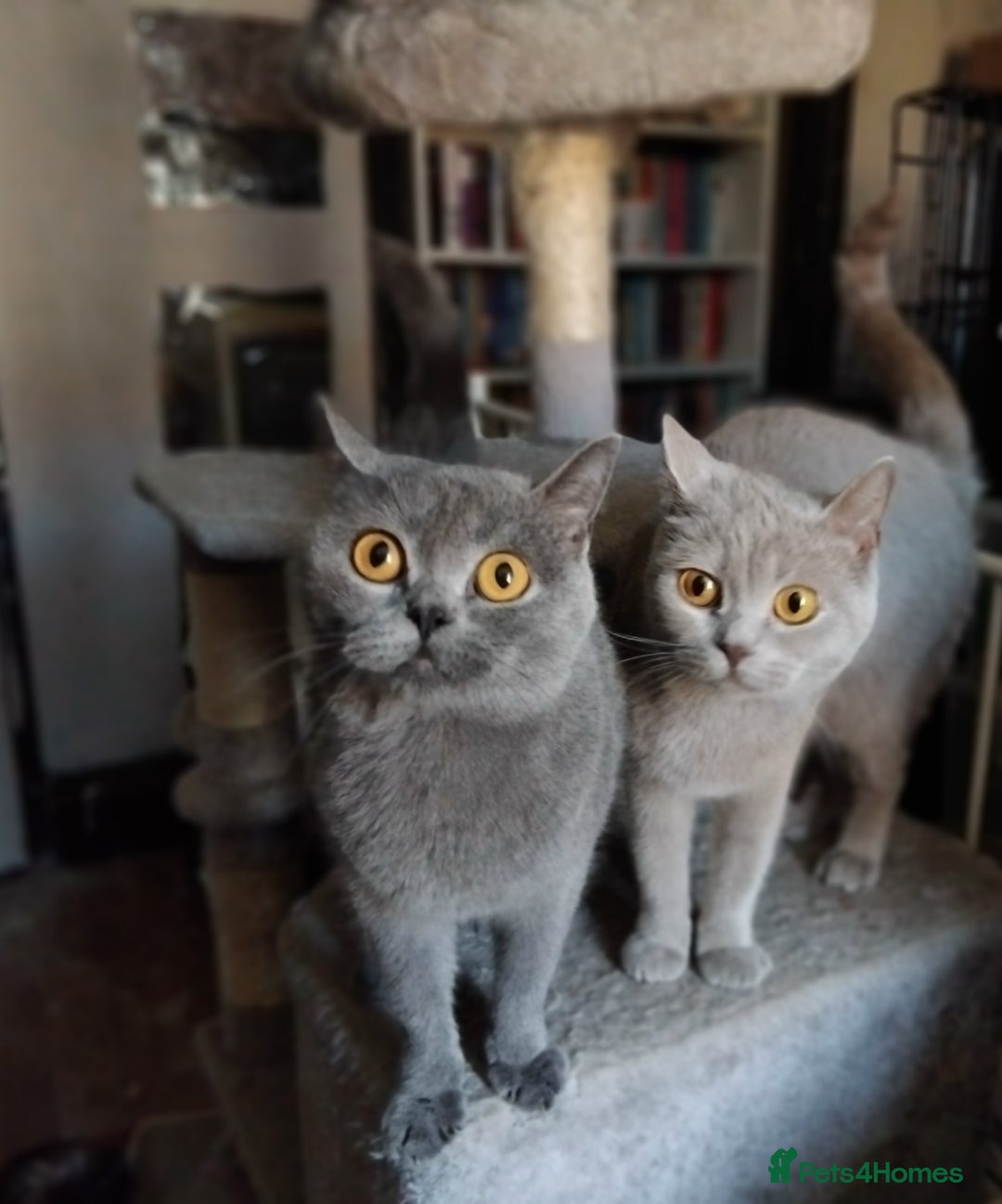 British Shorthair cats for sale: British Shorthair cats looking for new home - Image 9