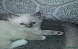 Ragdoll cats for sale: Ragdoll kittens  - Image 5