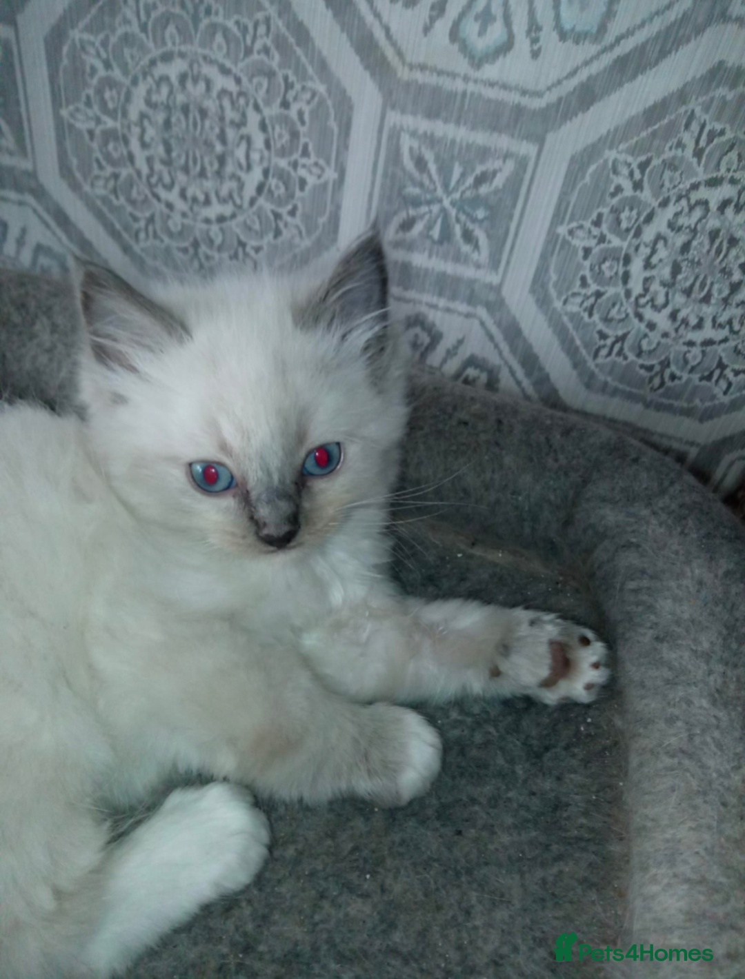 Ragdoll cats for sale: Ragdoll kittens  - Image 5