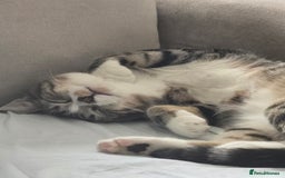 Domestic Shorthair cats for sale: Year old snuggle monster - Advert 6