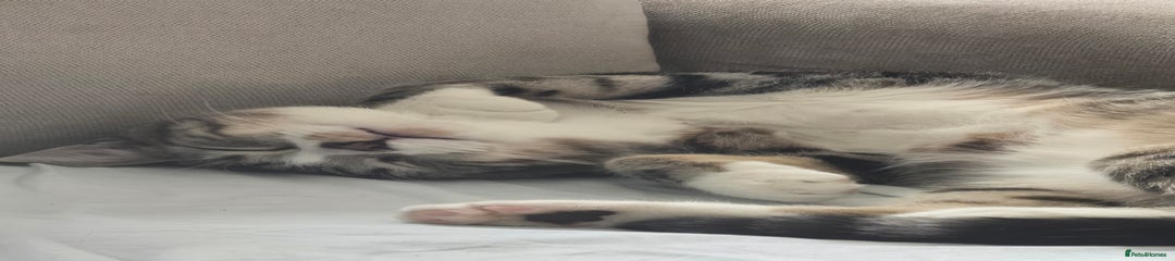 Domestic Shorthair Kitten 1