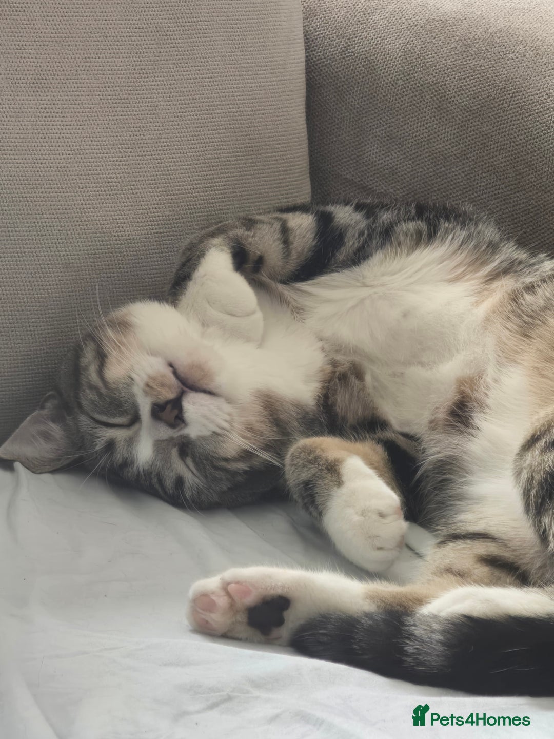 Domestic Shorthair cats for sale: Year old snuggle monster - Advert 6