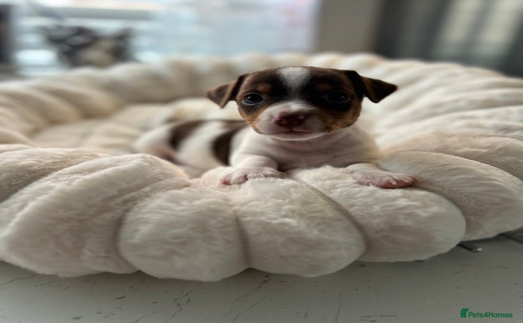 Jack Russell dogs - Advert 11