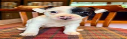 Jack Russell dogs for sale: Traditional Jack Russell Terriers  - Advert 12