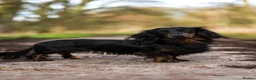 Miniature Dachshund dogs for sale: Super potential fantastic dachshund  in Ormskirk - Advert 9