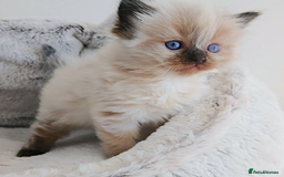 Ragdoll cats for sale: INDOOR FULL PEDIGREE RAGDOLL KITTENS - Image 16